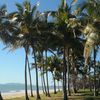 Australia, Townsville, Saunders beach, palms