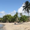 Cuba, Baracoa beach, palm