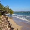 Cuba, Playa Larga beach, tree
