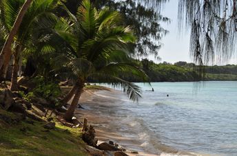 Mariana Islands, Guam, Gab Gab beach, palm