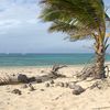 Tonga, Ha'apai, Uonukuhihifo isl, beach, palm