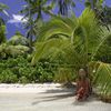Tonga, Tongatapu, Fafa beach, palm