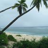Tonga, Tongatapu, Keleti beach, palms