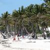 USA, Florida Keys, Key West, Higgs beach, palm trees