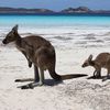 Australia, Lucky Bay beach, kangaroo