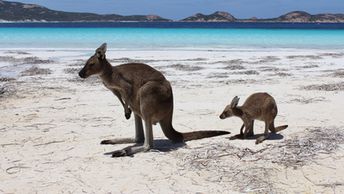 Australia, Lucky Bay beach, kangaroo