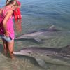 Australia, Monkey Mia beach, dolphins