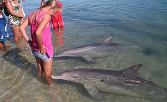 Australia, Monkey Mia beach, dolphins