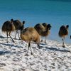 Australia, Monkey Mia beach, emu