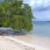 Honduras, Utila, Chepes beach, tree