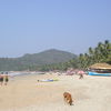 India, Goa, Palolem beach, dog