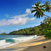 Seychelles, Mahe island, Anse Takamaka beach, coconut
