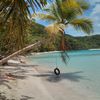 American Virgin Islands (USVI), St. John island, Oppenheimer beach, palm tree