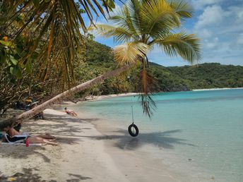 American Virgin Islands (USVI), St. John island, Oppenheimer beach, palm tree