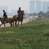 China, Shandong, Rizhao beach, horses