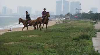 Китай, Шаньдун, Пляж Жичжао, лошади