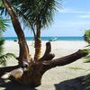 Ecuador, Canoa beach, palms