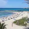 Formentera, Es Pujols beach, palm
