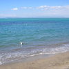 Italy, Tuscany, Orbetello, Pozzarello beach, seagull in the water