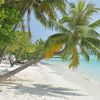 Maldives, Gulhi beach, palm
