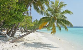 Maldives, Gulhi beach, palm
