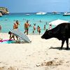 Mallorca, Cala Varques beach, cow