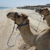 Qatar, Mesaieed beach, camels