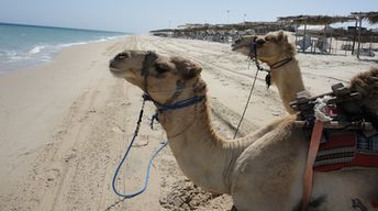 Qatar, Mesaieed beach, camels