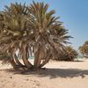 Qatar, Umm Bab beach, palms