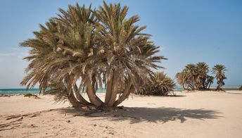 Qatar, Umm Bab beach, palms