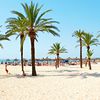 Spain, Mallorca, Alcudia beach, palms