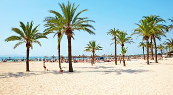 Spain, Mallorca, Alcudia beach, palms