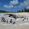 Antigua and Barbuda, Antigua, Ffryes beach, snag