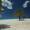 Antigua and Barbuda, Antigua, Jolly beach, palm