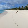 Antigua and Barbuda, Barbuda, Coco Point beach, dog