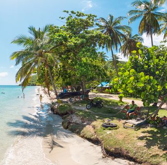 Colombia, Providencia island, Manzanillo beach, palm tree