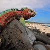 Galapagos islands, Espanola island, Gardner Bay, marine iguana