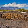 Galapagos islands, Fernandina island, cactus on lava field