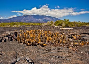 Galapagos islands, Fernandina island, cactus on lava field