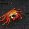 Galapagos islands, Fernandina island, red crab