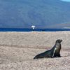 Galapagos islands, Fernandina island, sea lion