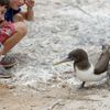Galapagos islands, Genovesa island, Darwin Bay, children and bird