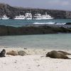 Galapagos islands, Genovesa island, Darwin Bay, sea lions