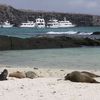 Галапагосские острова, остров Геновеса, залив Darwin Bay, морские котики