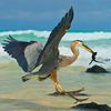 Галапагосские острова, остров Исабела, Puerto Villamil, птица охотится