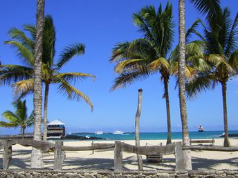 Galapagos islands, Isabela island, Puerto Villamil, Iguana Point Bar