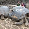 Галапагосские острова, остров Санта Крус, гигантские черепахи