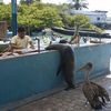 Galapagos islands, Santa Cruz island, sea lion and pelican