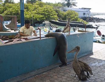 Галапагосские острова, остров Санта Крус, морской котик и пеликан