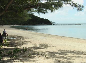 Japan, Ishigaki island, Sukuji beach, under the tree